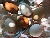 Frische Eier vom Bauernhof