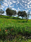 Olivenbäume und Wildblumen