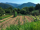 Vegetable patch in a rural area (Italy)