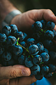 Blue grapes held by hands