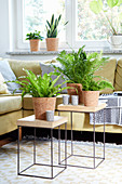 Foliage plants for improving air quality: sword fern, bird's-nest fern, mother-in-law's tongue and pilea in living room