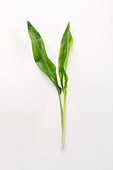 Fresh wild garlic on a white surface