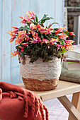 Christmas cactus 'Christmas Flame' in a wicker pot