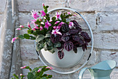 Wall hanging with Christmas cactus, Coin-leaf peperomia 'Rosso' and Fittonia