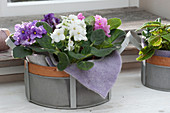 African violets in a basket, lined with felt