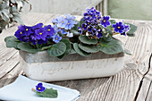 Keramikkasten mit blauen Usambaraveilchen