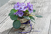 Violettes Usambaraveilchen als Geschenk in Papier verpackt