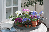 Pots with various African violets on a zinc tray
