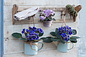African violets in coffee mugs hung on an old towel rail