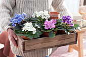 A Woman holding wooden box with African violets