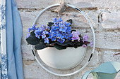 African violets in a wall hanger