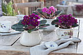 African violets in porcelain jars as table decoration