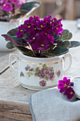 African violets in porcelain sugar bowl