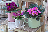 African violets in enameled pots