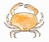 A crab (illustration)