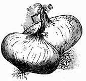 Onion (Illustration)