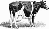 Kuh (Illustration)