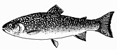 Speckled Trout (Illustration)