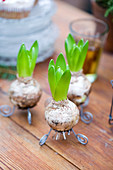 Hyacinth bulbs on wire feet