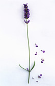 Einzelner Lavendelstengel mit Blüte