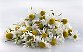 A bunch of chamomile flowers
