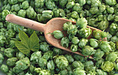 Hops with a wooden scoop