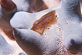 Comb jelly on a honeycomb sea star