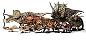 Group of ceratopsid dinosaurs, illustration