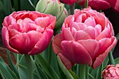 Tulipa 'Copper Image'