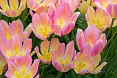 Tulipa 'Antoinette'