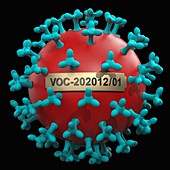 Coronavirus B.1.1.7 variant, conceptual illustration