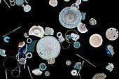 Fossil diatoms, light micrograph