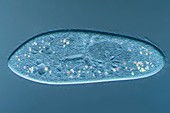 Paramecium protozoan, light micrograph