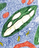 Chloroplast of Physcomitrella patens