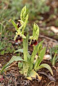 Croatian spider orchid (Ophrys untchjii)