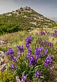 Illyrian iris (Iris illyrica)