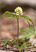 Nine-leaved toothwort (Cardamine enneaphylla)