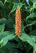 Ginger lily (Hedychium forrestii var. latibracteatum)