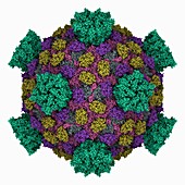 Reovirus capsid, molecular model