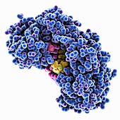 Hepatitis C virus polymerase complex, molecular model