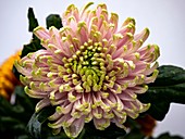 Incurve Chrysanthemum sp. flower