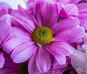 Chrysanthemum 'Grand Pink' flowers