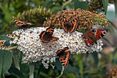 Butterflies on a butterfly bush (Buddleia davidii)