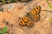 Wall brown butterfly