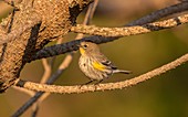Yellow-rumpled warbler