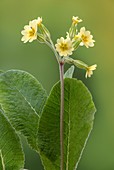 False oxlip (Primula x Polyantha)