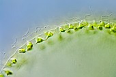 Volvox globator green alga colony, LM