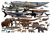 Size comparison of various animals and a human, illustration