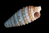 Snail shell, light micrograph