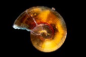 Snail shell, light micrograph